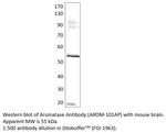 Aromatase Antibody in Western Blot (WB)