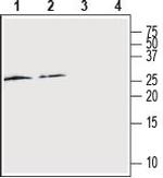 RAMP2 (extracellular) Antibody in Western Blot (WB)