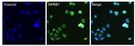 beta Arrestin 1 Antibody in Immunocytochemistry (ICC/IF)