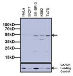 beta Arrestin 1 Antibody in Western Blot (WB)