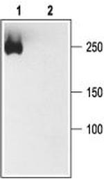 Pan NaV Antibody in Western Blot (WB)