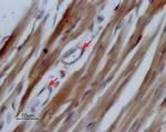 NaV1.5 (SCN5A) (493-511) Antibody in Immunohistochemistry (Paraffin) (IHC (P))