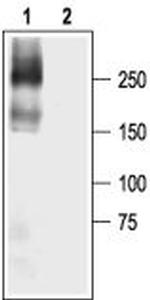 NaV1.5 (SCN5A) (493-511) Antibody in Western Blot (WB)