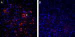 ASIC2a Antibody in Immunohistochemistry (Frozen) (IHC (F))