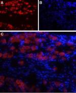 NaV1.8 (SCN10A) Antibody in Immunohistochemistry (Frozen) (IHC (F))