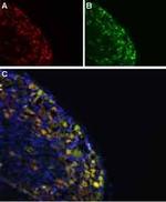 NaV1.8 (SCN10A) Antibody in Immunohistochemistry (Frozen) (IHC (F))