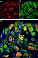 ASIC3 Antibody in Immunohistochemistry (Frozen) (IHC (F))