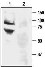 ASIC3 Antibody in Western Blot (WB)