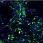 ASIC3 Antibody in Immunohistochemistry (Frozen) (IHC (F))