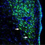 pan ASIC (extracellular) Antibody in Immunohistochemistry (Frozen) (IHC (F))