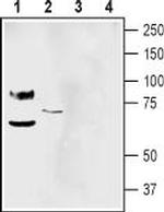 pan ASIC (extracellular) Antibody in Western Blot (WB)