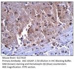 SLC7A10 Antibody in Immunohistochemistry (Paraffin) (IHC (P))