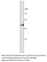 SLC7A10 Antibody in Western Blot (WB)