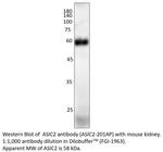 ASIC2 Antibody in Western Blot (WB)