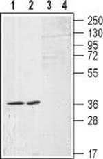 S1PR1 (EDG1) (extracellular) Antibody in Western Blot (WB)