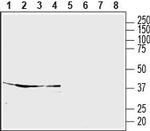 S1PR5/EDG8 (extracellular) Antibody in Western Blot (WB)