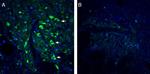 5HT2A Receptor (HTR2A) (extracellular) Antibody in Immunohistochemistry (Frozen) (IHC (F))