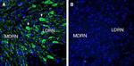 5HT7 Receptor/HTR7 (extracellular) Antibody in Immunohistochemistry (Frozen) (IHC (F))