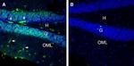 5HT7 Receptor/HTR7 (extracellular) Antibody in Immunohistochemistry (Frozen) (IHC (F))