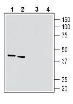 5HT7 Receptor/HTR7 (extracellular) Antibody in Western Blot (WB)