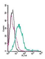 5HT7 Receptor/HTR7 (extracellular) Antibody in Flow Cytometry (Flow)