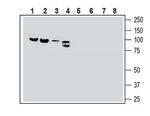 Semaphorin-3F Antibody in Western Blot (WB)