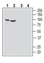 Semaphorin-3F Antibody in Western Blot (WB)