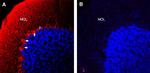 Semaphorin 6A (extracellular) Antibody in Immunohistochemistry (Frozen) (IHC (F))