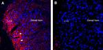 Semaphorin 6A (extracellular) Antibody in Immunohistochemistry (Frozen) (IHC (F))