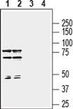 Semaphorin 7A (SEMA7A) (extracellular) Antibody in Western Blot (WB)