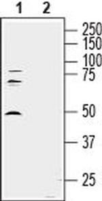 Semaphorin 7A (SEMA7A) (extracellular) Antibody in Western Blot (WB)