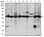 ASS1 Antibody in Western Blot (WB)