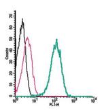 TMC1 (extracellular) Antibody in Flow Cytometry (Flow)