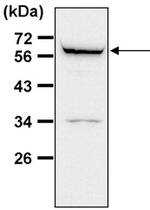 ATG4D Antibody in Western Blot (WB)