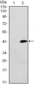 ATM Antibody in Western Blot (WB)