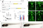 ATOH8 Antibody in Western Blot (WB)