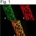 PMCA4 ATPase Antibody in Immunocytochemistry (ICC/IF)