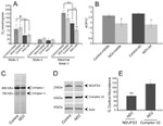 ATP Synthase beta Antibody in Western Blot (WB)