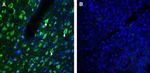 AXL (extracellular) Antibody in Immunohistochemistry (Frozen) (IHC (F))