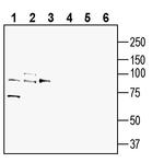 AXL (extracellular) Antibody in Western Blot (WB)