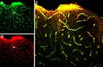 MERTK (extracellular) Antibody in Immunohistochemistry (Frozen) (IHC (F))