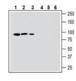 MERTK (extracellular) Antibody in Western Blot (WB)