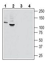 MERTK (extracellular) Antibody in Western Blot (WB)