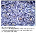 ENPP2 Antibody in Immunohistochemistry (Paraffin) (IHC (P))