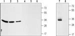 VDAC Antibody in Western Blot (WB)