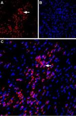 VPAC1 (VIPR1) (extracellular) Antibody in Immunohistochemistry (Frozen) (IHC (F))