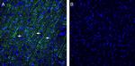 Vasopressin V1A Receptor (AVPR1A) Antibody in Immunohistochemistry (Frozen) (IHC (F))