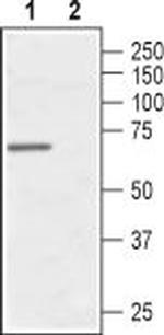 Vasopressin V1A Receptor (AVPR1A) Antibody in Western Blot (WB)