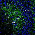 ZIP1 (SLC39A1) (extracellular) Antibody in Immunohistochemistry (Frozen) (IHC (F))