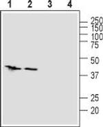 ZIP1 (SLC39A1) (extracellular) Antibody in Western Blot (WB)